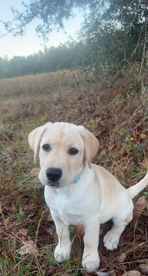 Some pics of my pup throughout her life so far