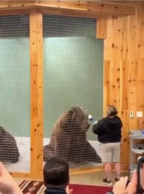 Around 6% of Americans believe they can defeat a grizzly bear in a hand-to-hand combat