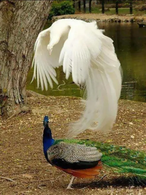 An albino peacock flying over a regular one, and it looks indeed his spirit or an out of body experience