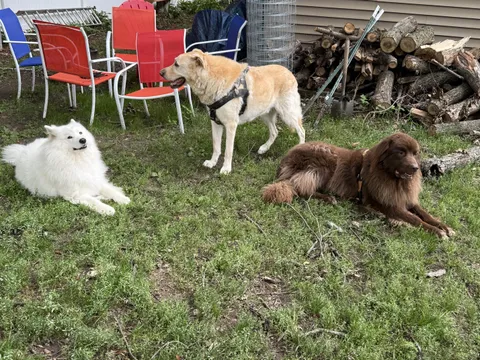 My 3 managers supervising my fence repairs