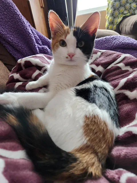 Introducing Baby Jessica