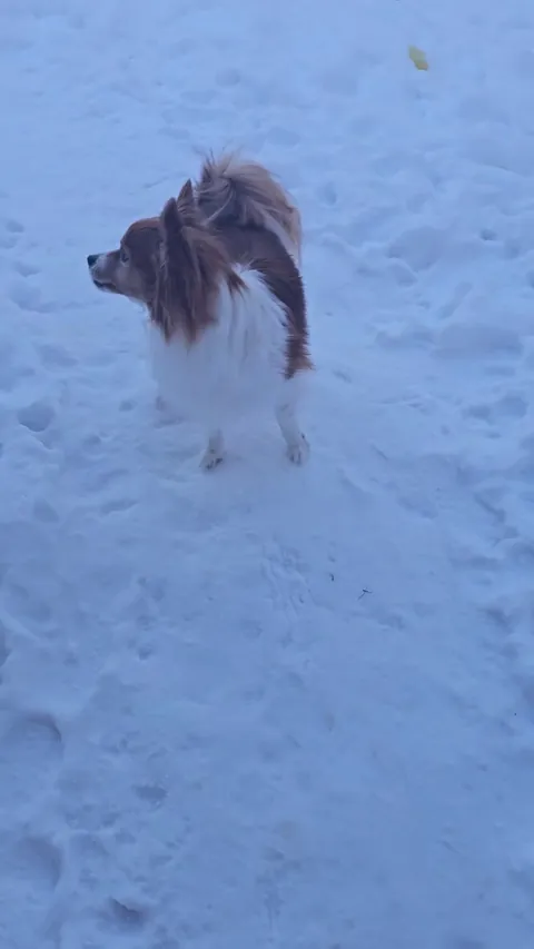 I'm so heckin sick of this darn snow. Where is da long green snacks?