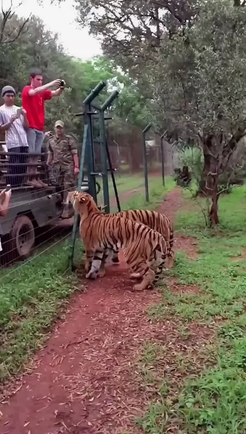 The vertical jump of a Tiger