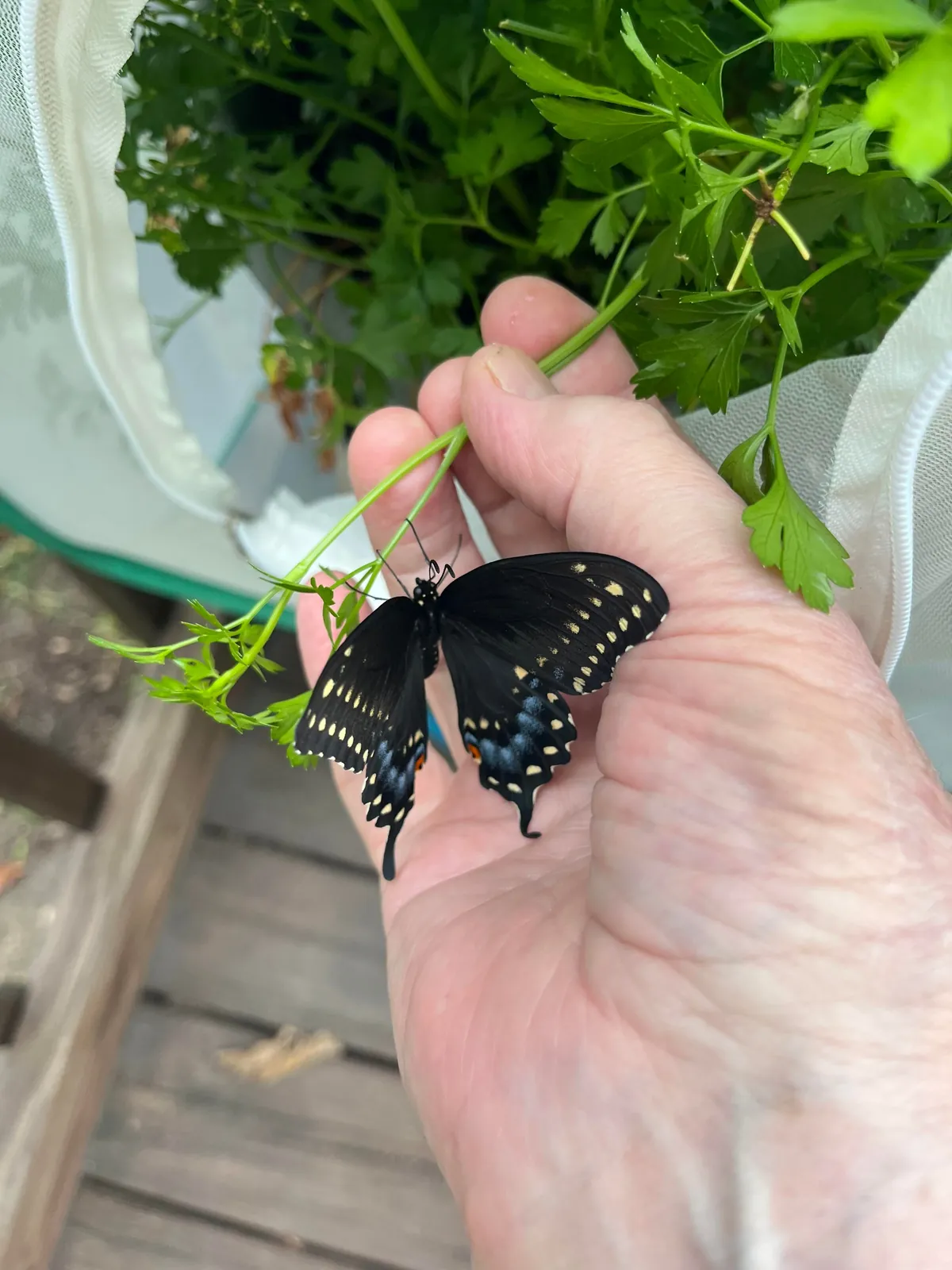 🔥 Black Swallowtail eclosed and chilling on lantana.