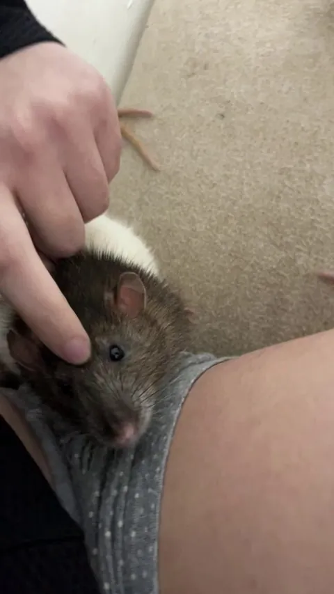 I was recording my baby receiving affection and suddenly someone tried to eat me alive. help.