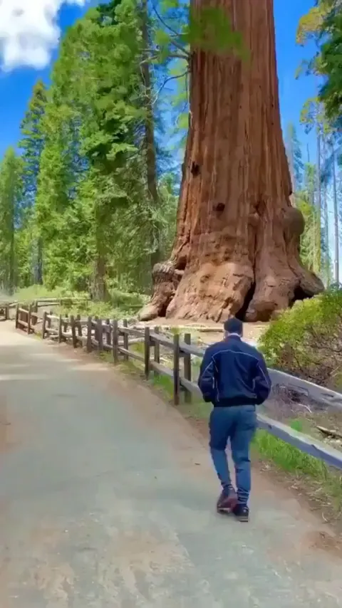 🔥The colossal California Redwood, last living species in the genus Sequoia. They can reach upwards of 85m (280ft) and can live hundreds or even thousands of years. 