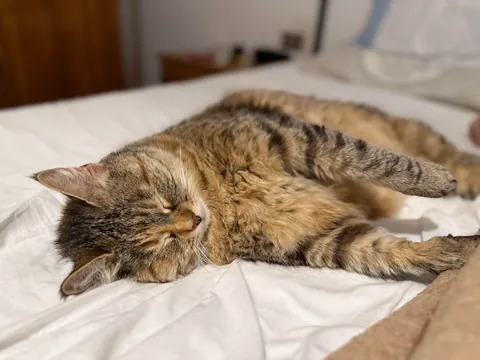 Meet Gina, my 11 year old cat 😇🥰