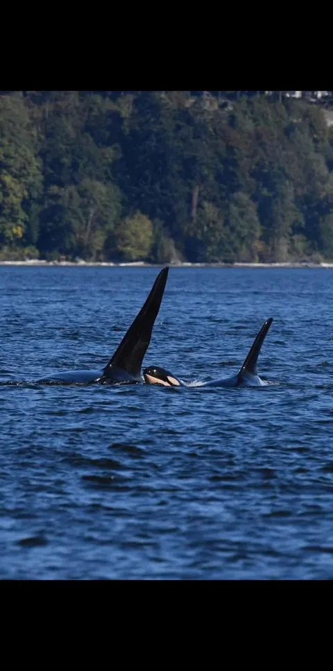 New Orca Calf Spotted in the Critically Endangered J Pod (Alki, Seattle)!