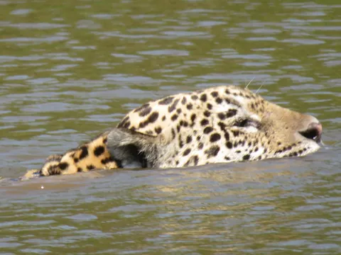 🔥 My close encounter with jaguars today (North Pantanal)