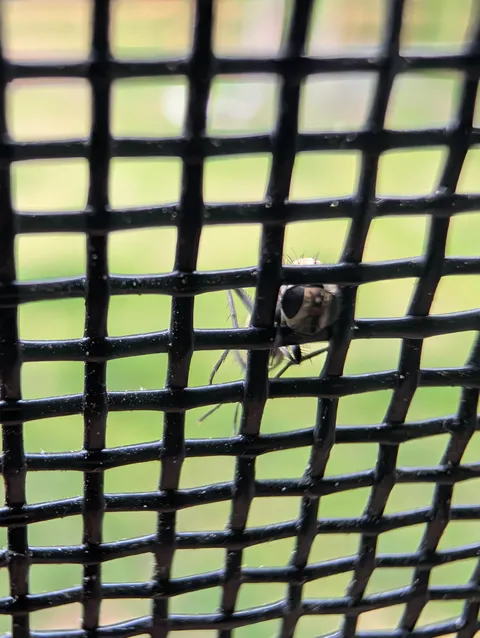 Mosquitos keep getting their heads stuck in my porch screen