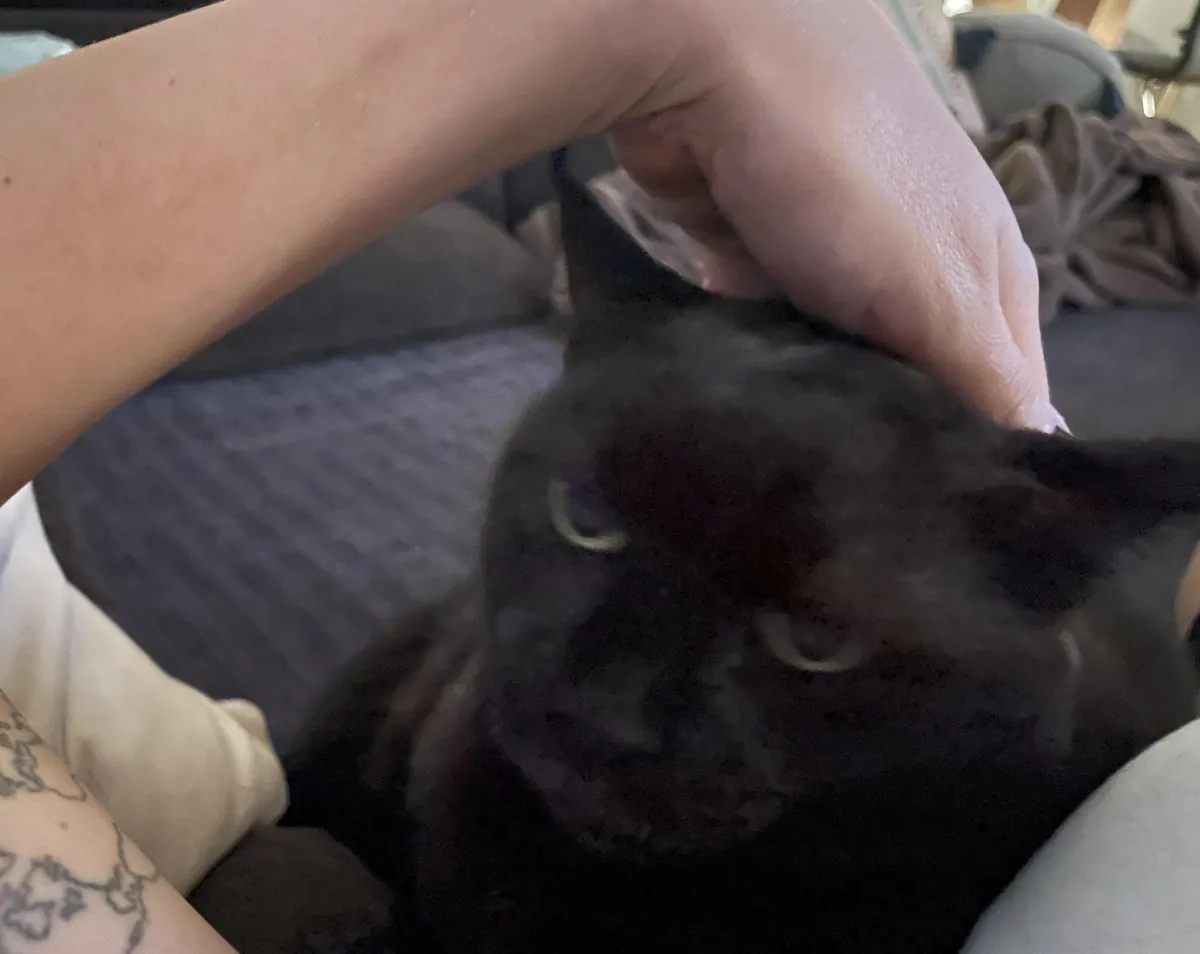 Had a shit day - I’m crying like a baby rn and my cat couldn’t care less