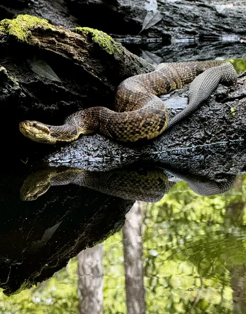 🔥Water moccasin in a Florida swamp