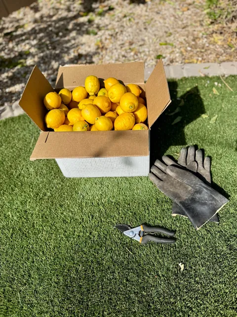 [Homemade] Limoncello