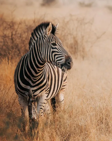 We spent a month in South Africa for our honeymoon. And we'd do it again. 