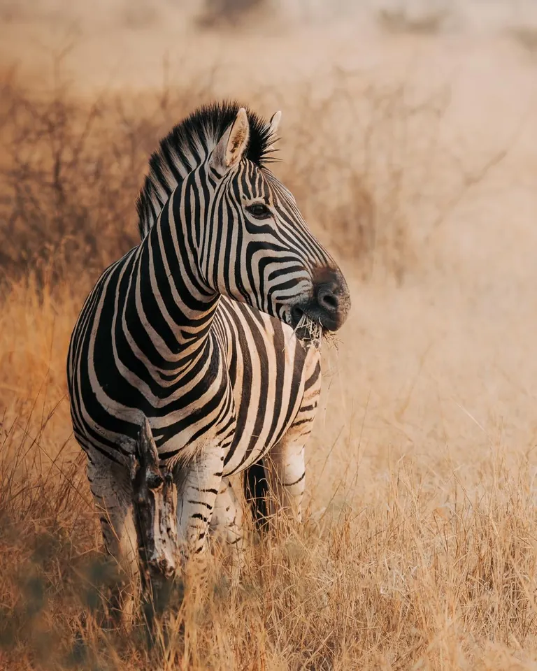 We spent a month in South Africa for our honeymoon. And we'd do it again. 