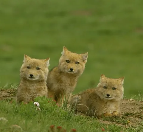 🔥The Tibetan sand fox. Their skull shape and short ears give them a very distinctive appearance.🔥