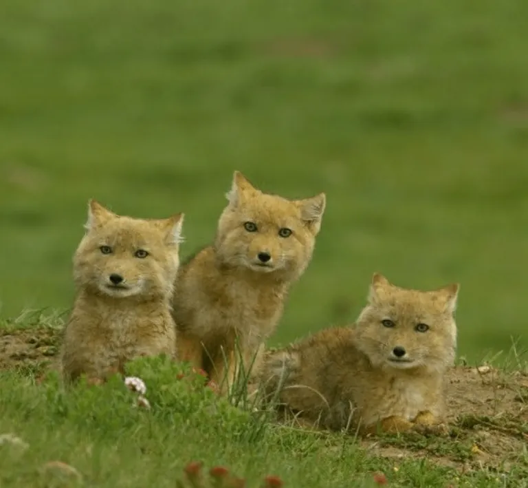 🔥The Tibetan sand fox. Their skull shape and short ears give them a very distinctive appearance.🔥