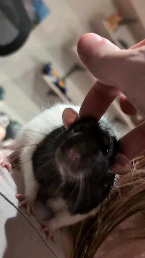 Does scratching their heads help them from a thought?