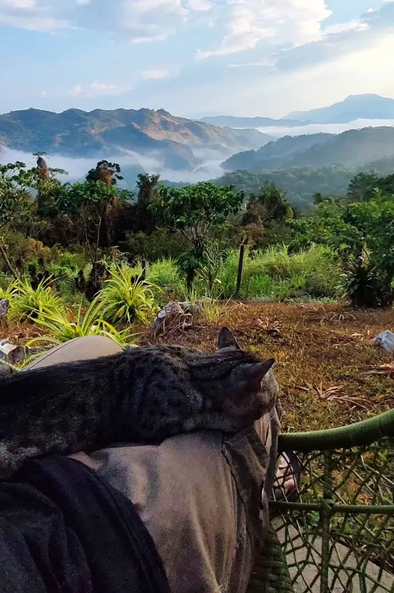 Local cat decided to sleep on my lap and made the view a hundred times better.