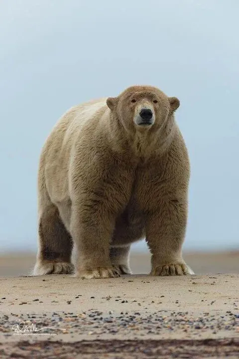 🔥Meet Fat Albert, he is the heaviest polar bear in Alaska. The average polar bear should weigh around 450kg (1000lbs), though Fat Albert weighs a whopping 679kg (1500lbs).