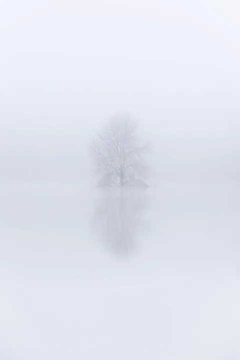 ITAP of a tree in fog