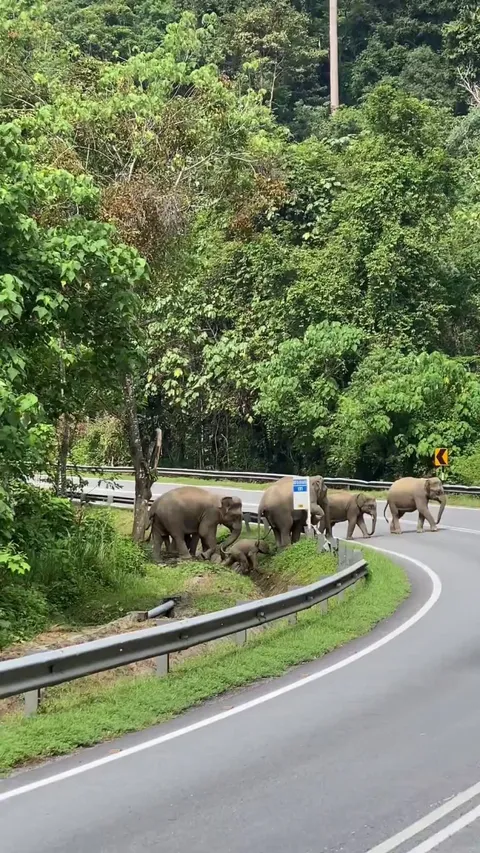 Elephants guide the way for their youngest 