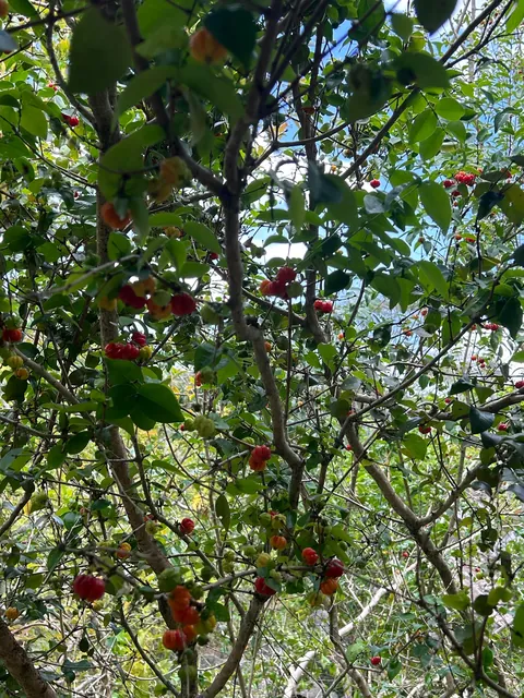 Another Brazilian fruit: Pitanga