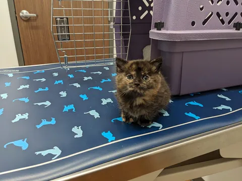 Updates on the sweet ice princess, Elsa!