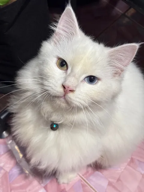 Happy 8 month birthday my yuki ❤️