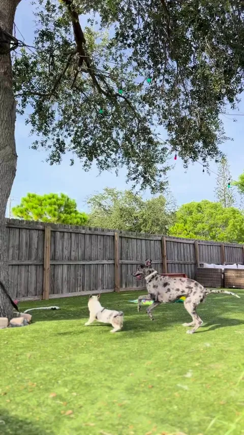 My Great Dane tries to make it as easy as possible on the puppy