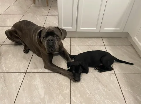 Stark &amp; Charlie - Den &amp; now 🥺