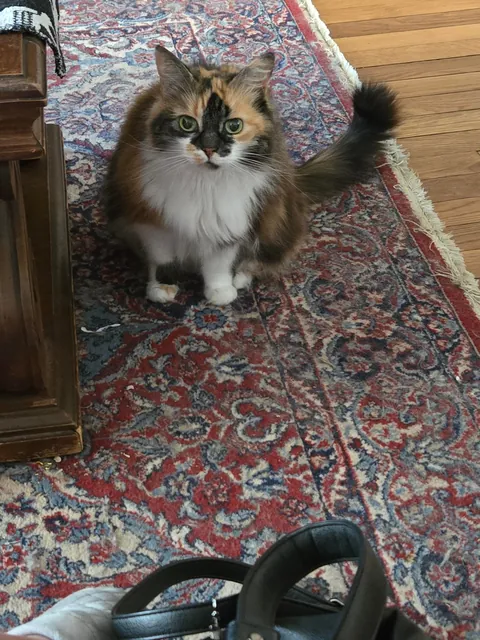 This is Alice, part ragdoll, and sickeningly adorable