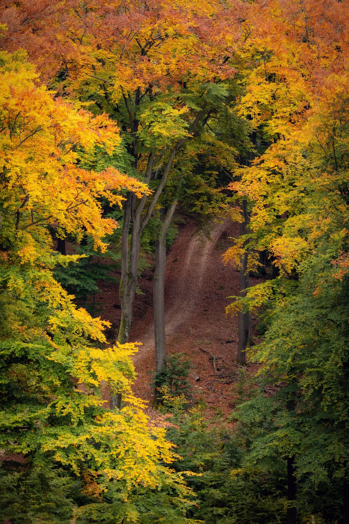 ITAP of a forest in autumn