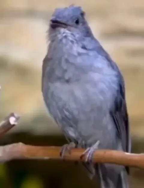 🔥The screaming Piha bird has one of the loudest call in nature, reaching up to 116 dB.