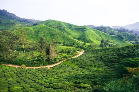 Two Weeks in Malaysia