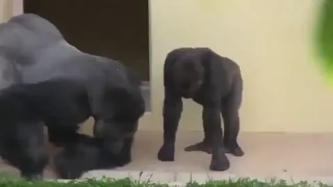 Two silverbacks calmly observing a caterpillar