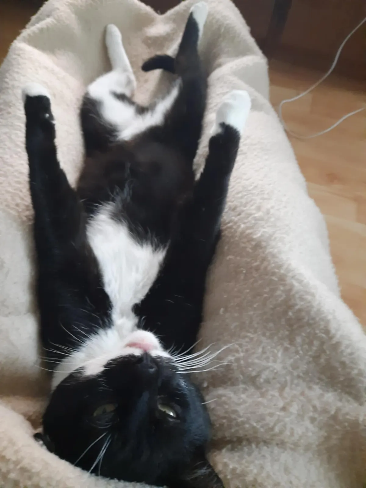 This stray cat came into our lives two months ago