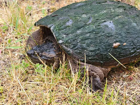 Found this moss-covered pupper on my property today. Much bitey.