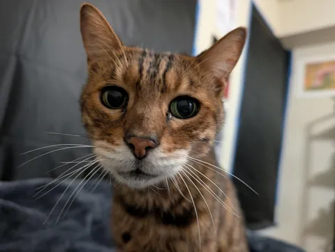 I had to send my old man over the rainbow bridge today, he was the best cat I ever had.