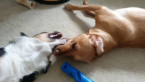 Sound required for the most half hearted play fight ever