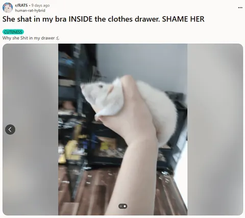 If the election is stressing you out, here are more drawings of some of your goofiest rats