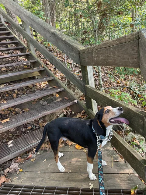 He likes to lick railings