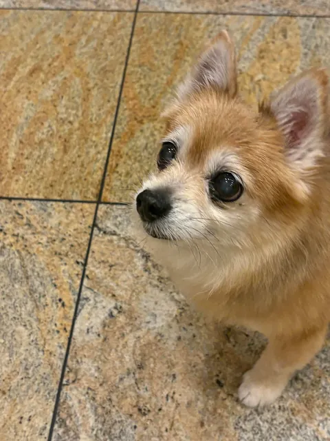 Puff pastry wishes everyone a happy Persian new year (nowruz) to all that celebrate 🎉