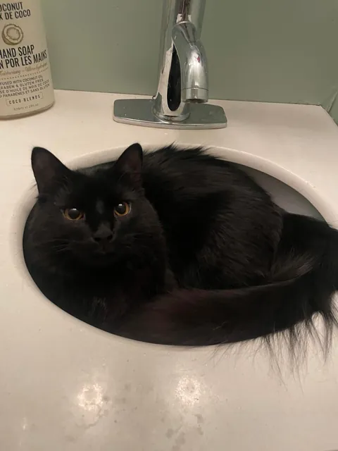 Anyone else’s kitty love the sink?