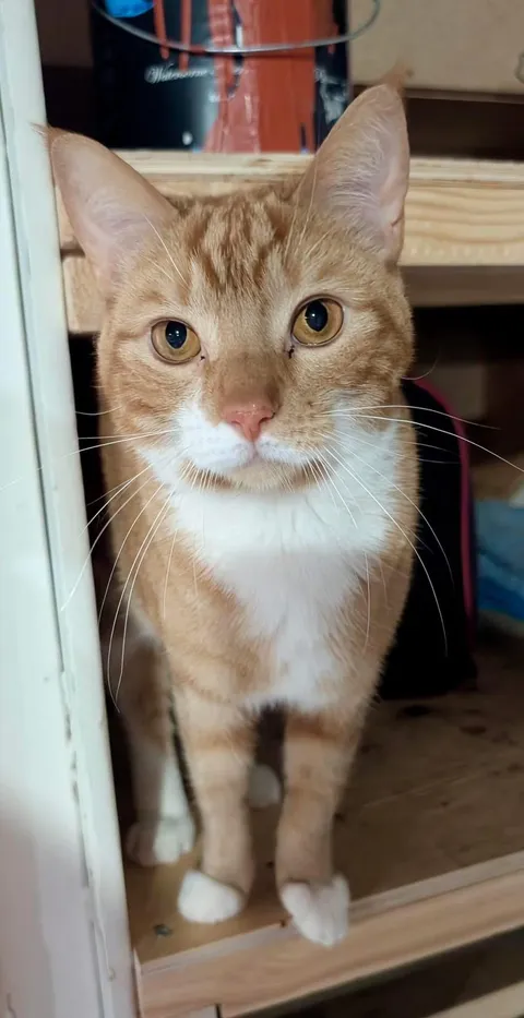 Ginger from our shelter, now in his forever home. Everything is going very well. He loves getting petted and getting kisses. He’s a sweet boy and his 2 cats sisters already love him.