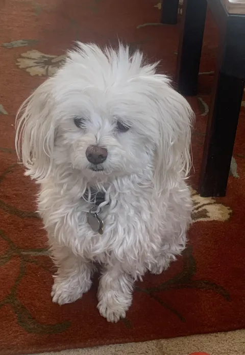 Romeo woke up from a nap with some severe bed head 