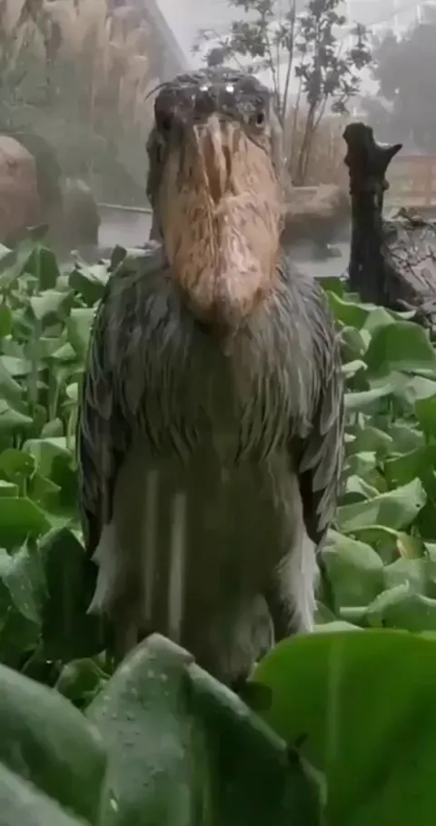 🔥 A Shoebill Stork eerily staring into the camera in rain.