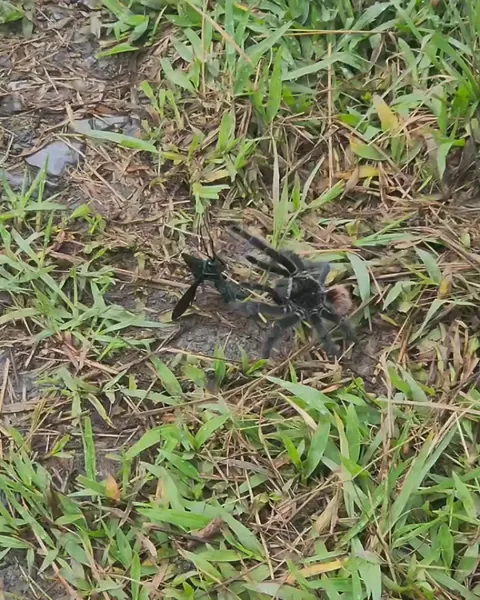 🔥The tarantula hawk wasp has one of the most painful stings on Earth.