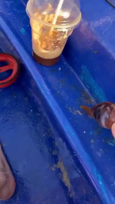 A tuna fish catching the bait without breaking the water surface
