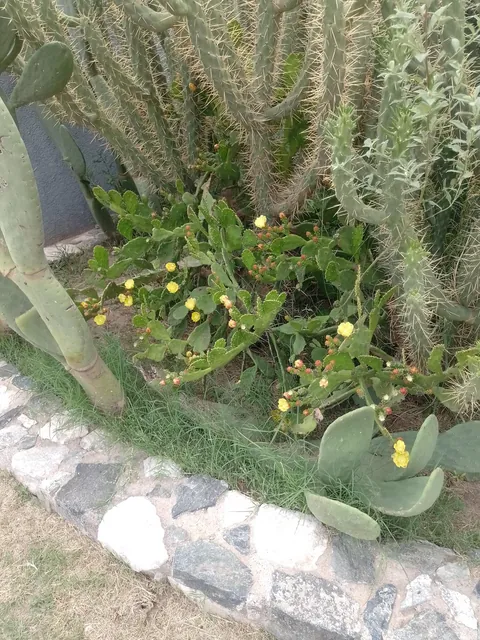 This is my cactus bed. I've had it for many years and I'm always taking care of it and giving it love. I love it.